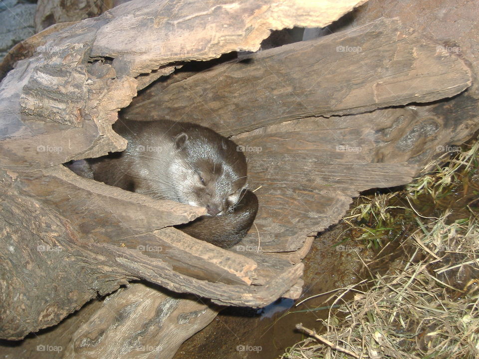 Otter I saw a a zoo in Houston Texas in a hollow log sleeping 