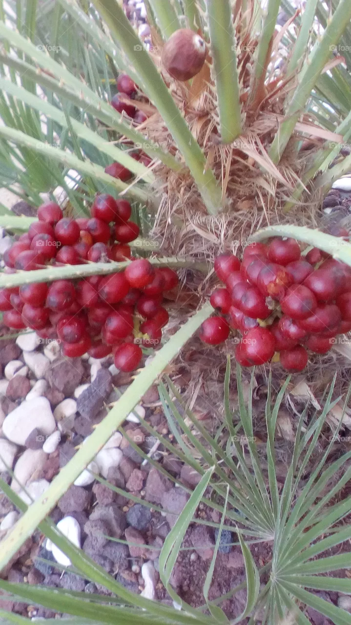 palm fruit