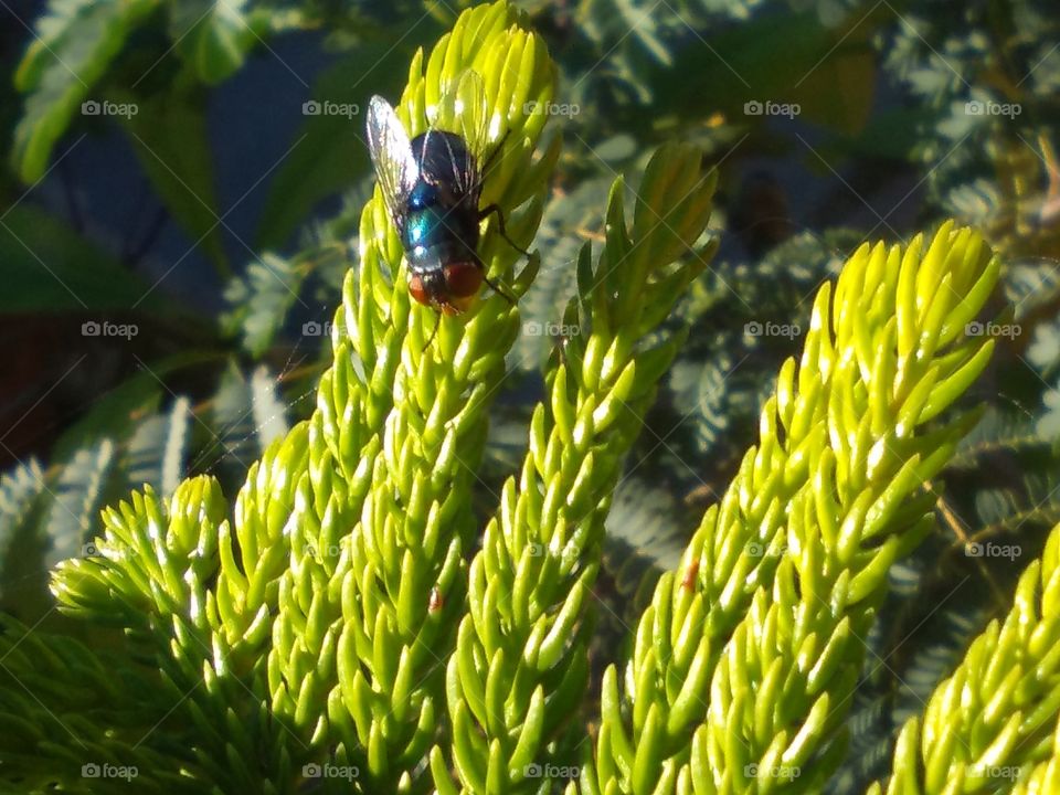 Fly Pointing Down On Evergreen