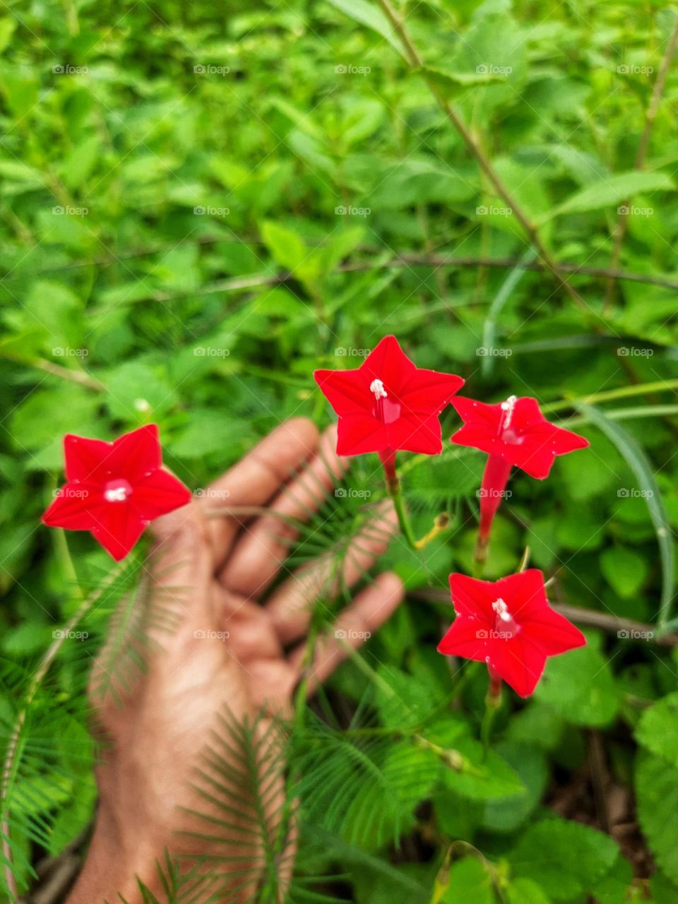 Beautiful red Cypress vine flowers in sri lanka
