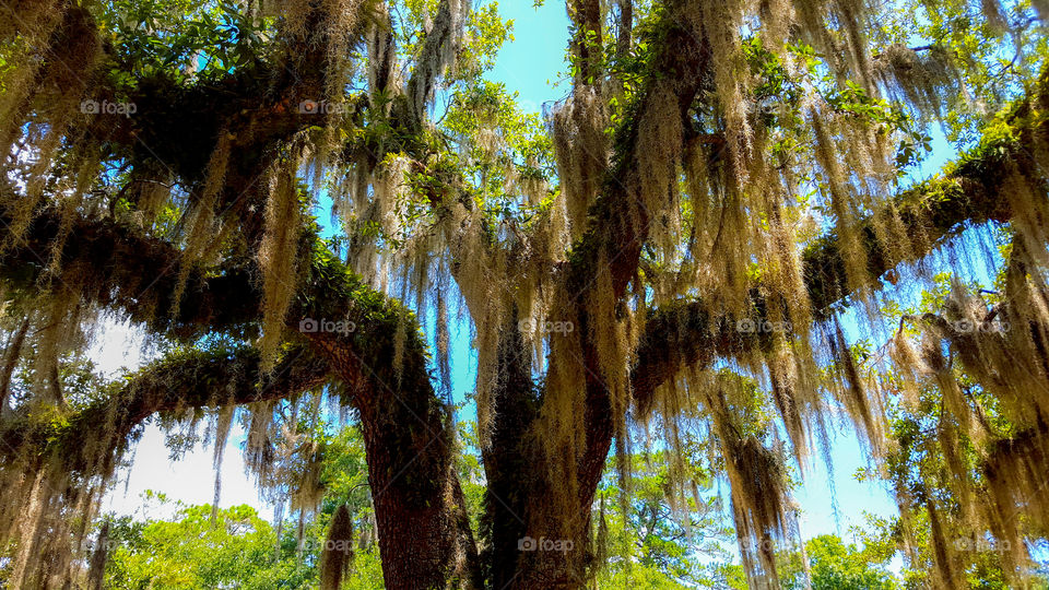 Spanish moss