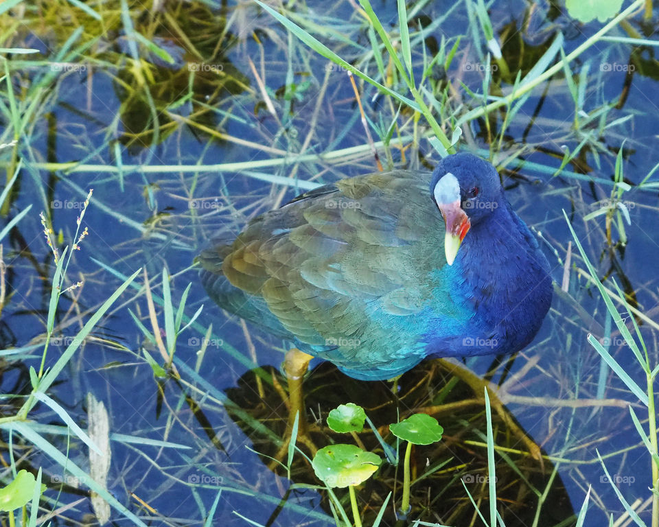 Colorful Purple Gallinule