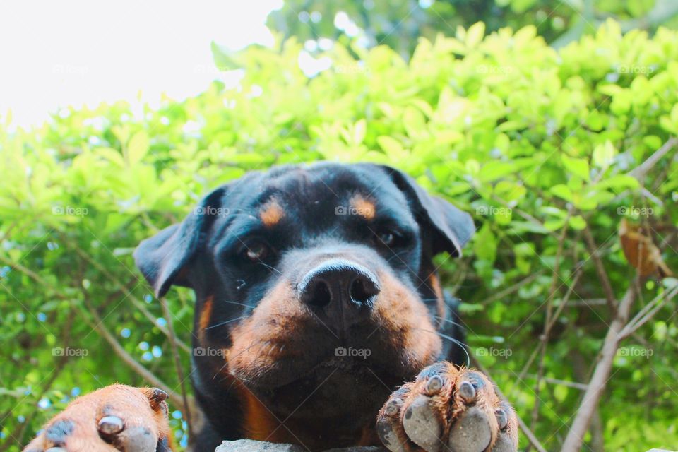 Rottweiler 