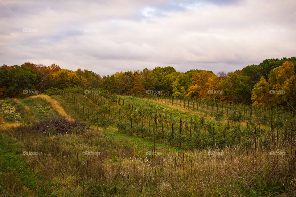Apple Orchard
