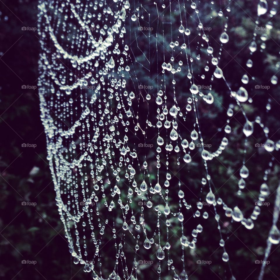 Raindrops. Snapped in my driveway after a downpour