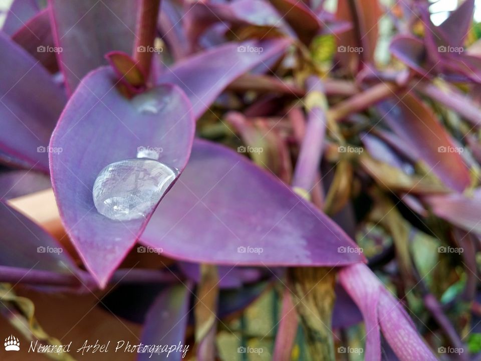 Wandering Jew