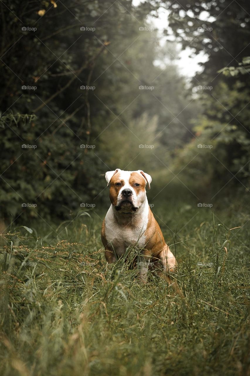 amstaff - a breed of security guard dog
