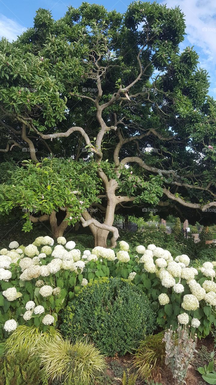 Very nice big tree and flowers. Amazing nature without filters and digital retouching.