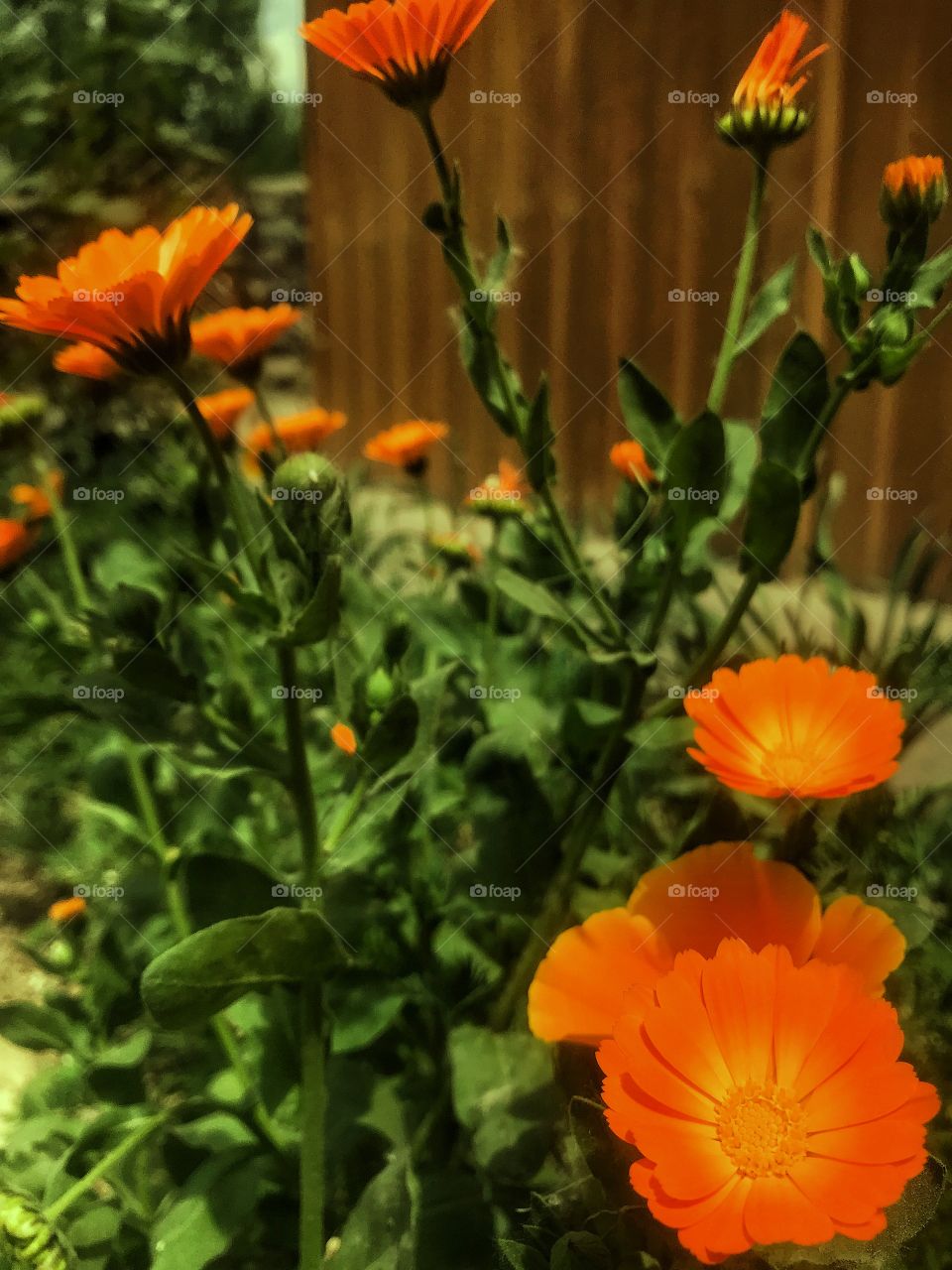 Our hearts opens up to inner light