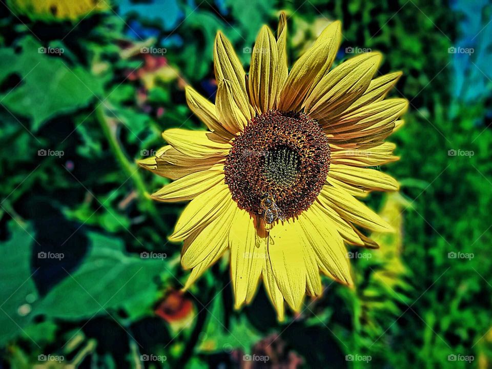 a bee with sunflower