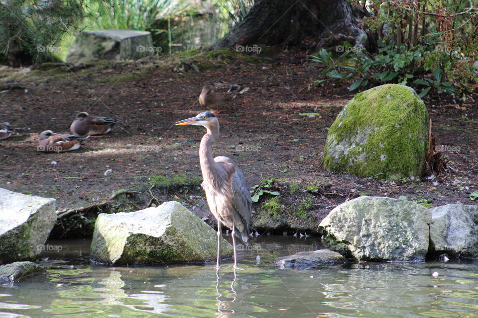 blue heron