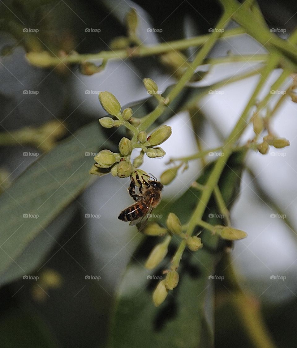 pollination process🐝