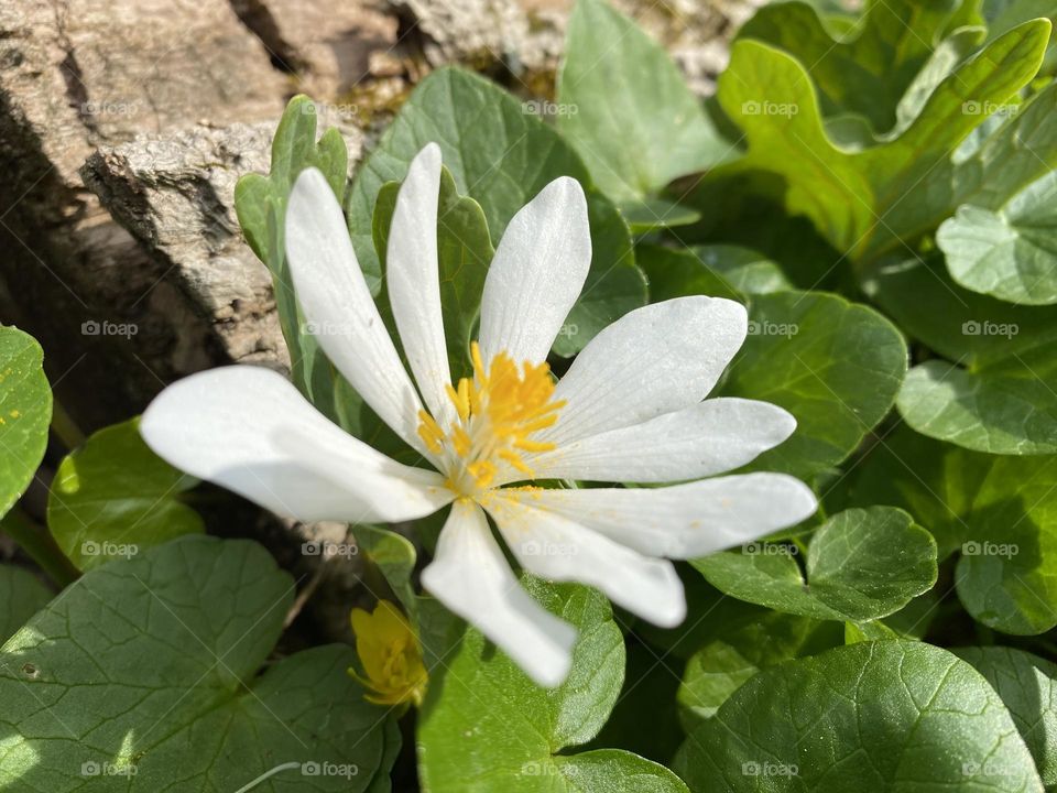 Bloodroot flower
