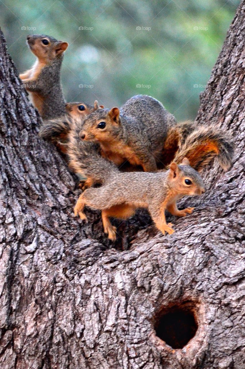 Close-up of squirrels on tree trunk