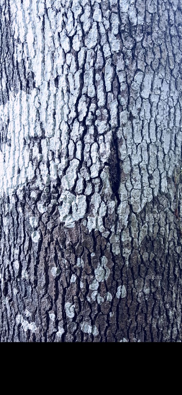 Textured Wood tree stump