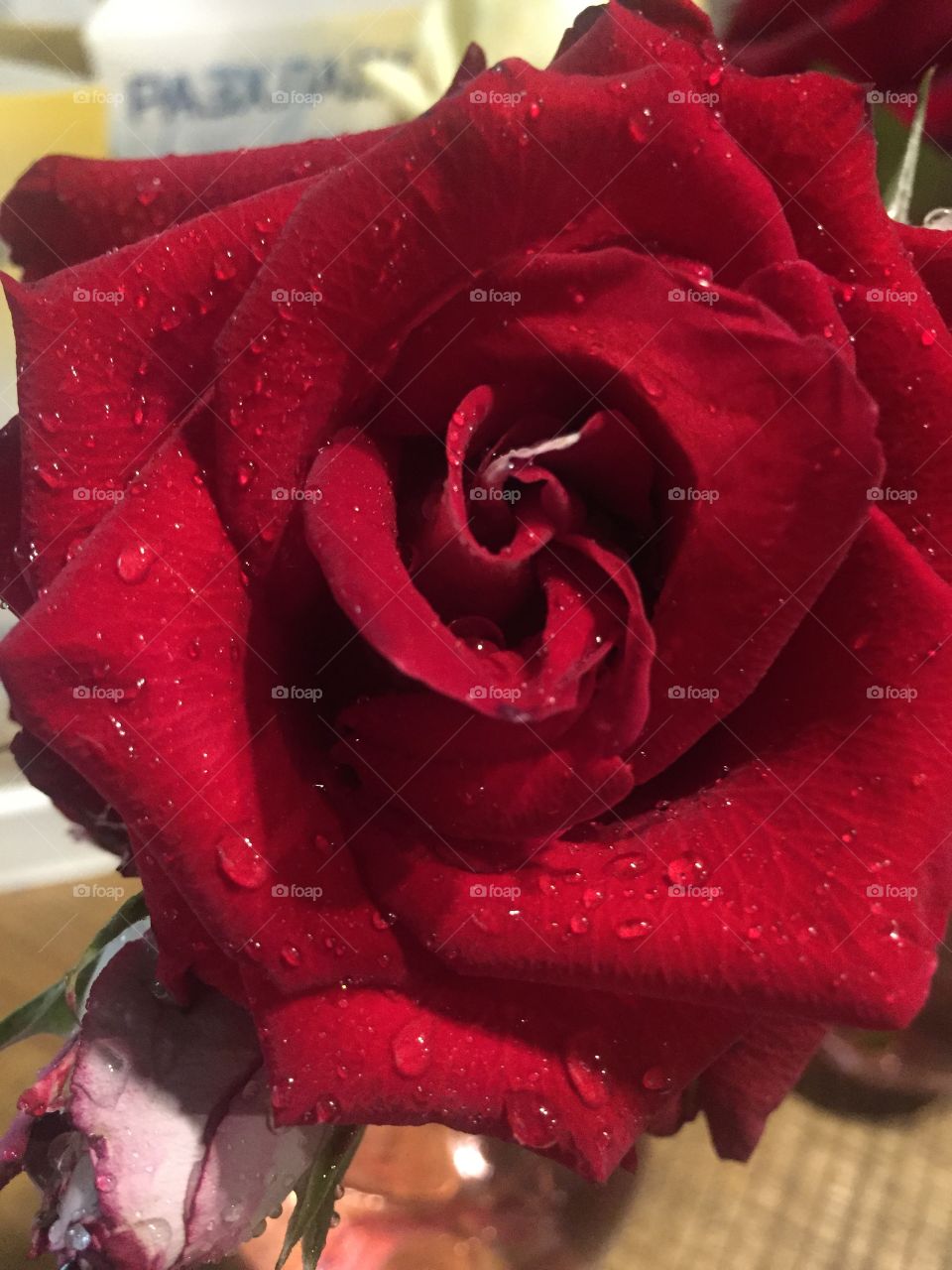 Rose, Flower, Love, Romance, No Person