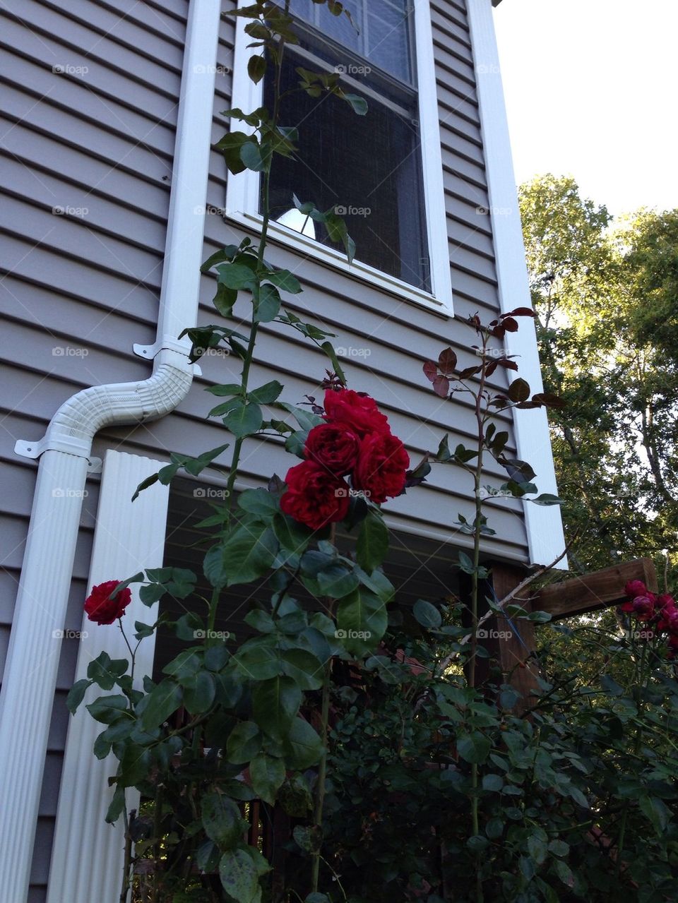 Climbing Roses so high up to my second floor