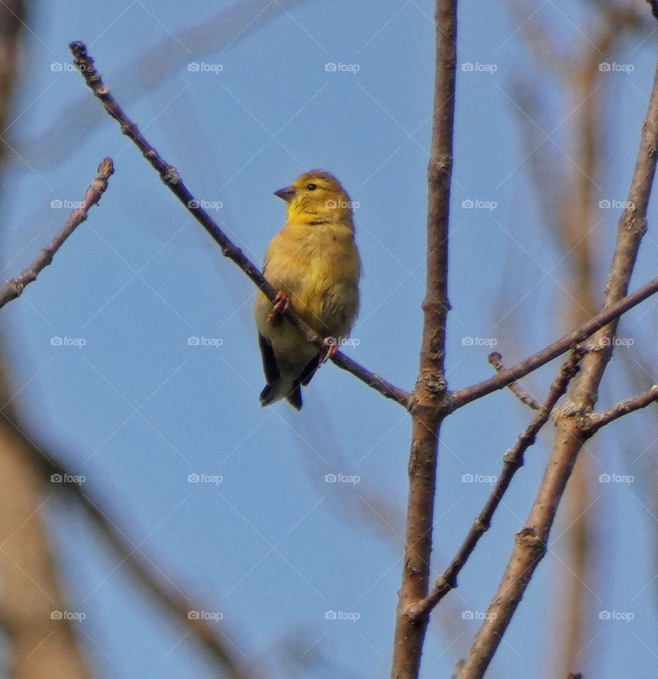 goldfinch