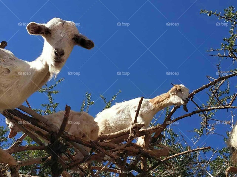 Beautiful white goat looking at camera.