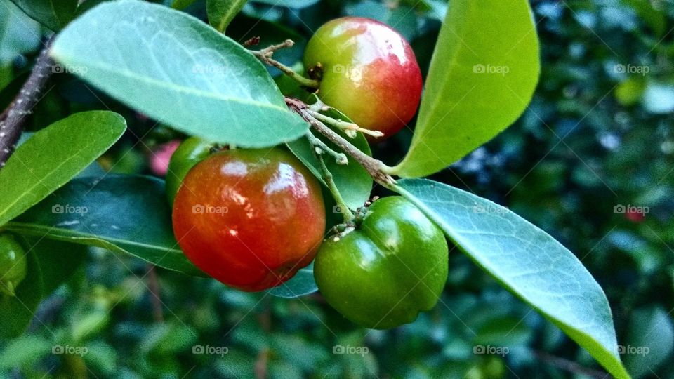 acerola