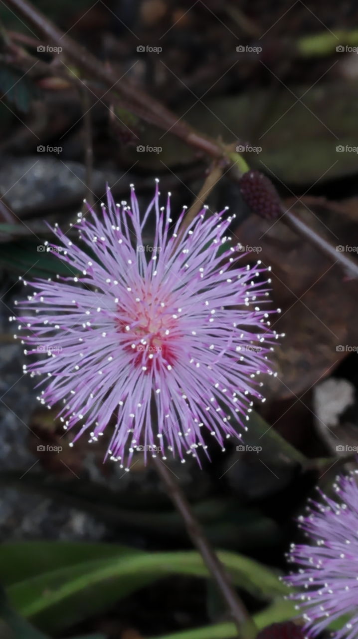 Pink bristles flower