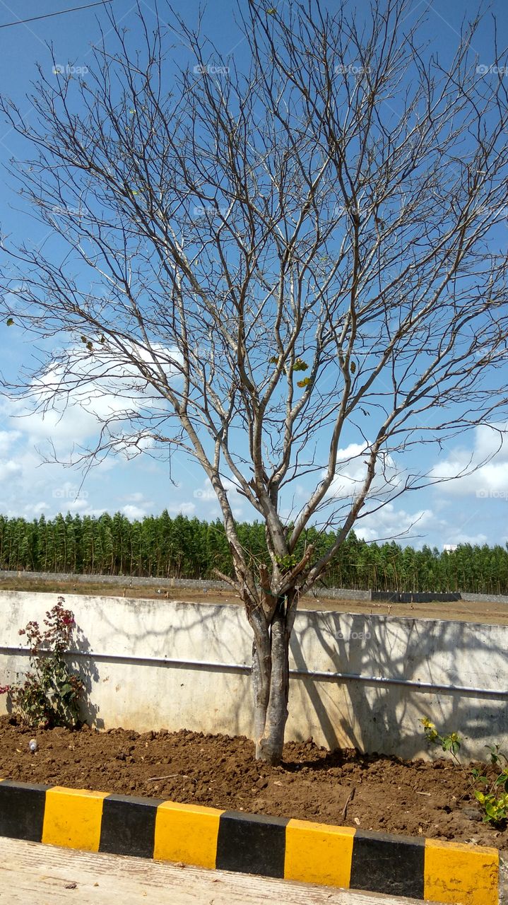 dry tree