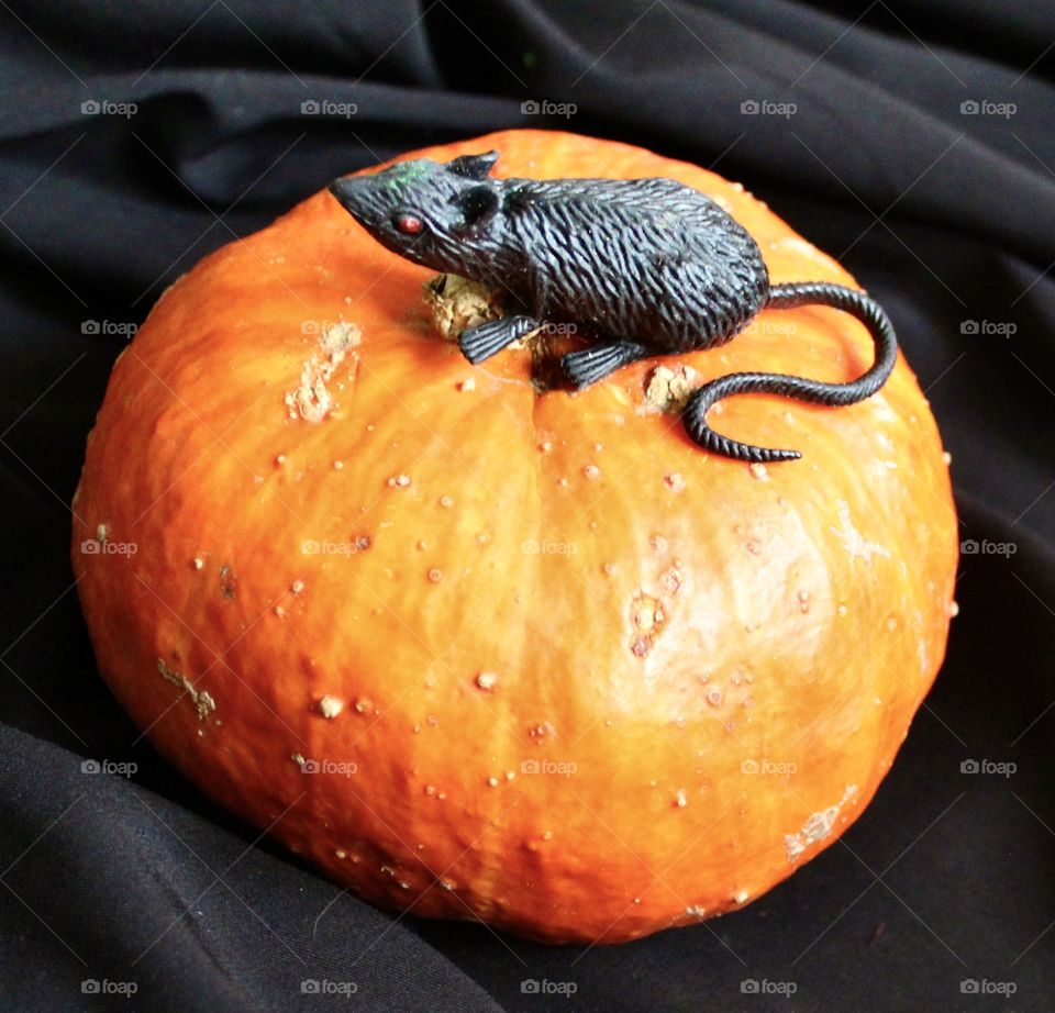 Pumpkin and rat