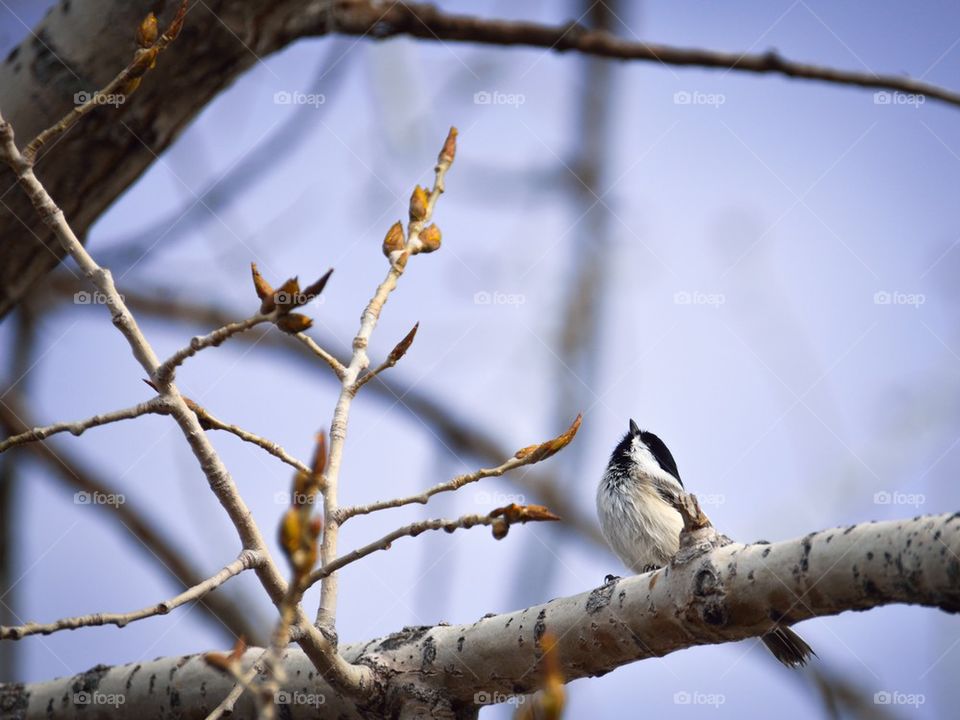 Bird perching on tree branch