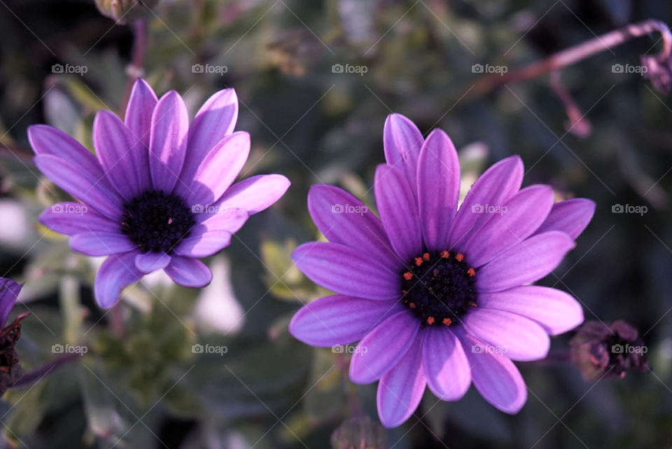 Daisybush
spring 
California