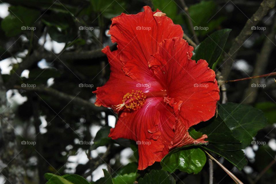 Nature, Leaf, Flower, Hibiscus, No Person