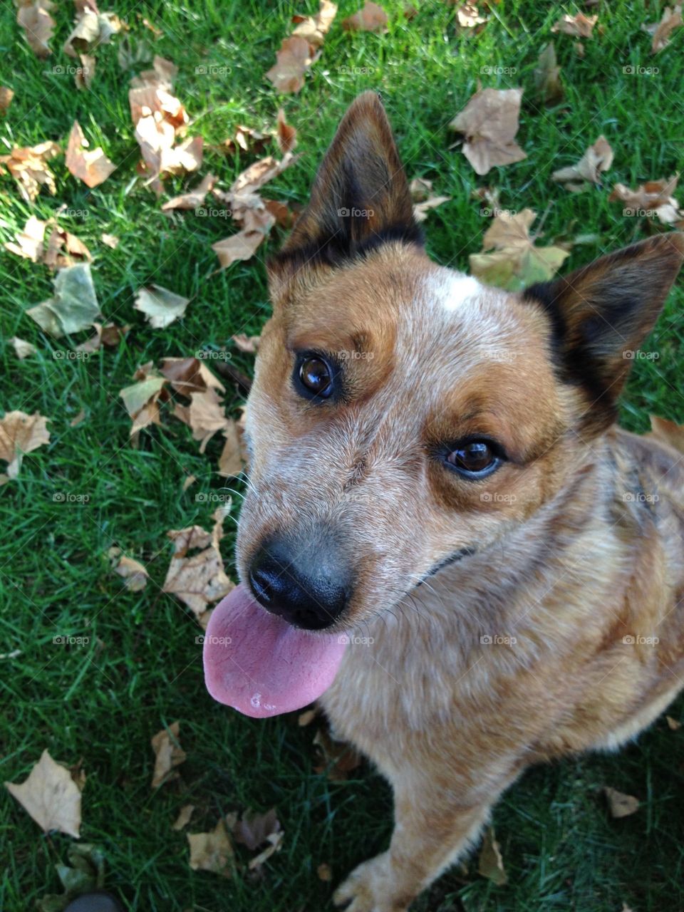 An Australian Cattle Dog / Red Heeler sitting on grass  and scattered leaves, looking up at the camera