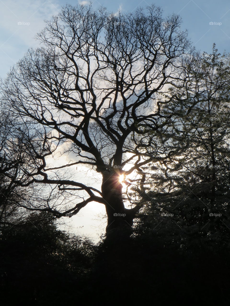 Oak Tree, Waterlow Park, London 