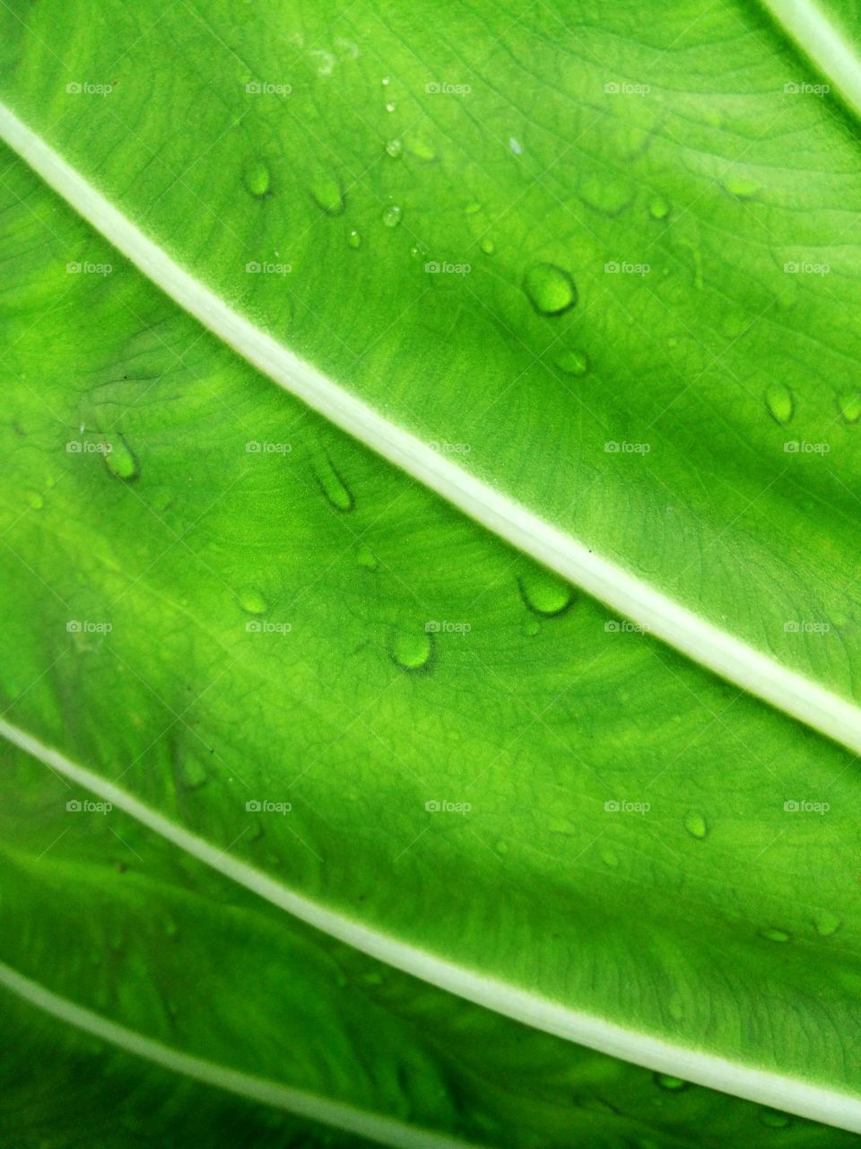 leaf