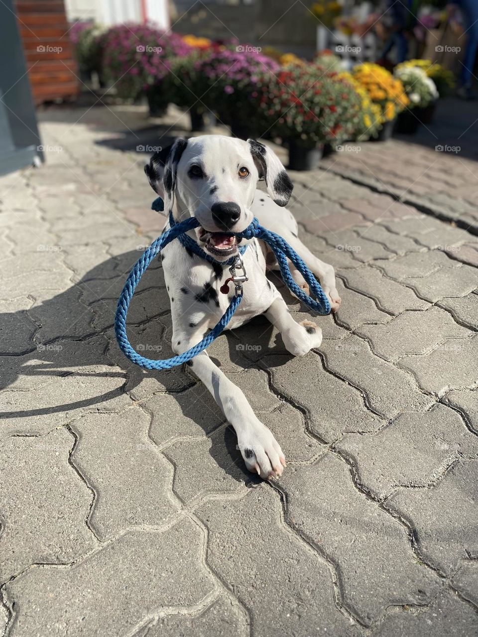 Little dog Dalmatian in the wolk