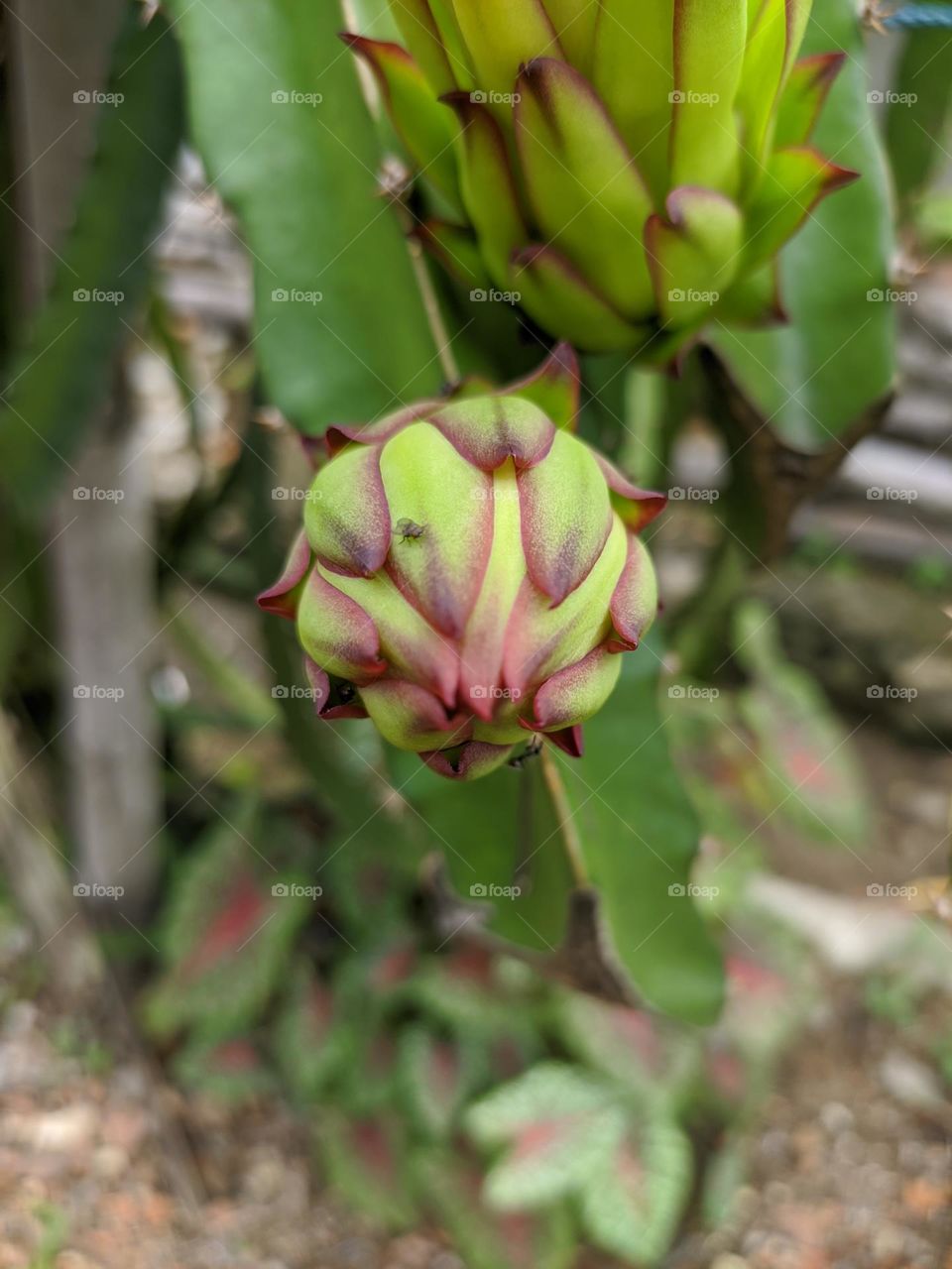 Dragon fruit flower bud