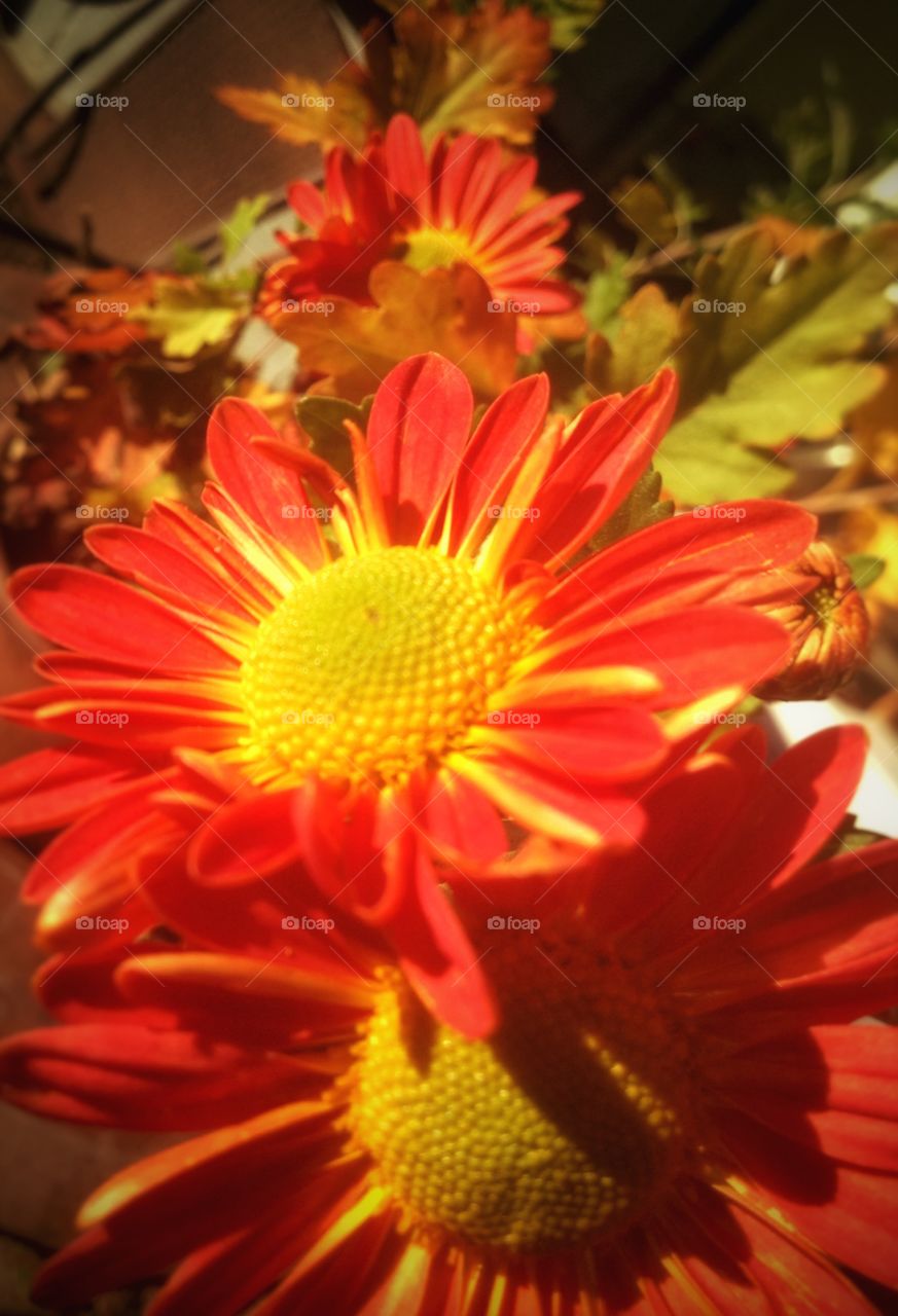 Fall mum. Bright colours in late fall...