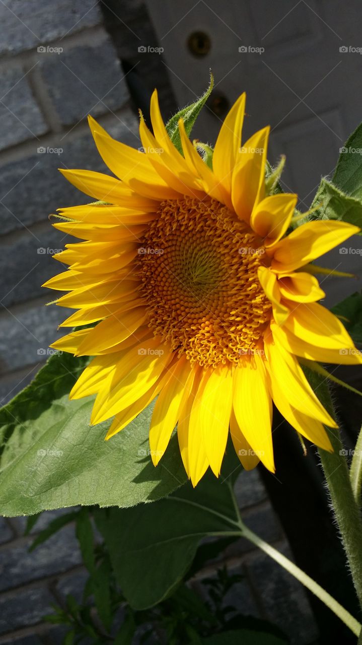 sun flower. I grew this seed and now is a beautiful sun flower, I love this flower because is bigger than the other flowers.  and she have a lot of seeds. is really pretty. 
