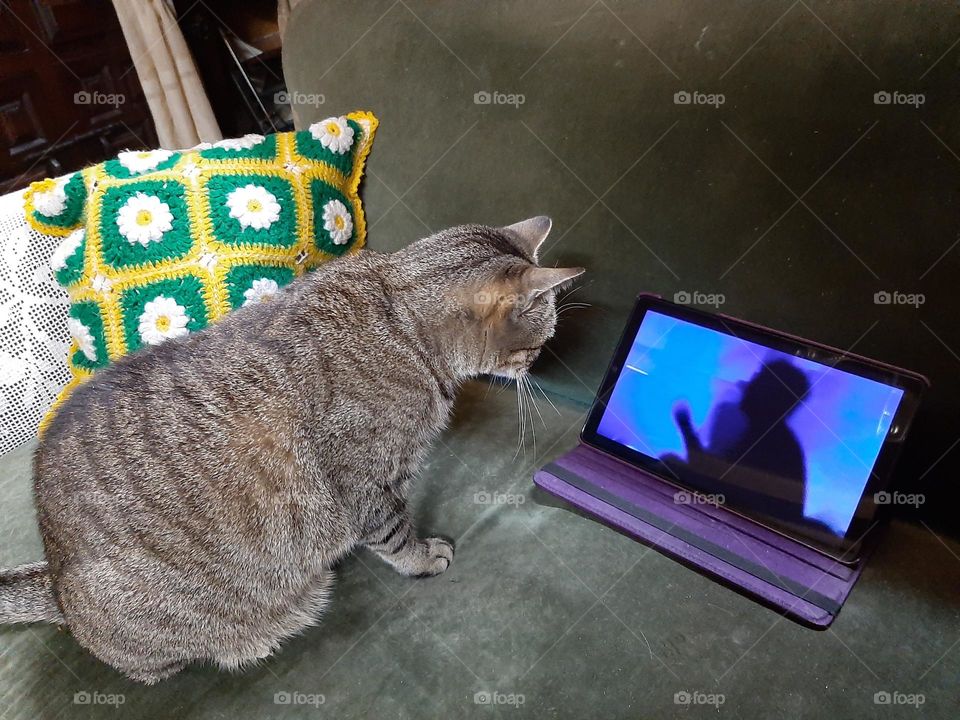 El cine le gusta hasta al gato