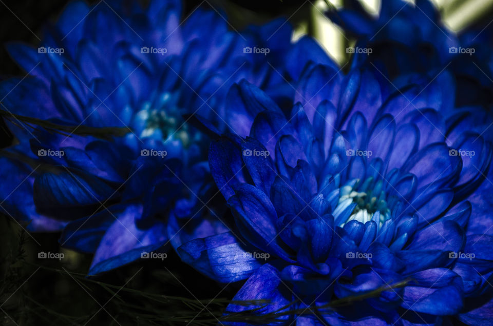 blue chrysantemum