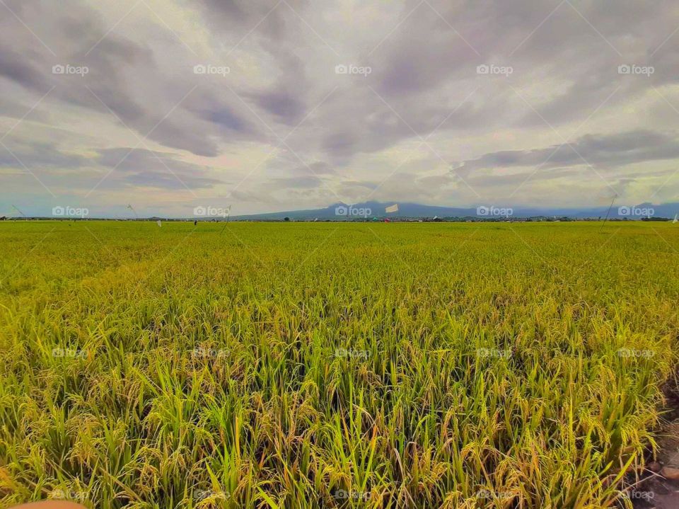 view of rice fields