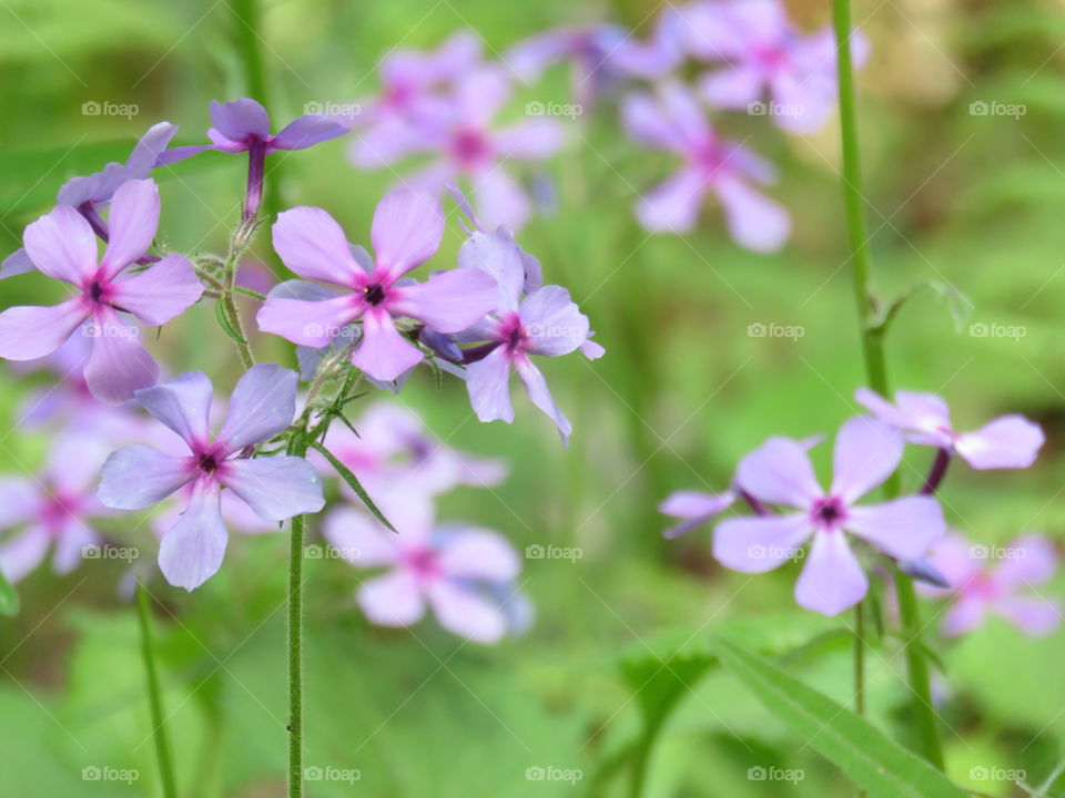 Wild flowers