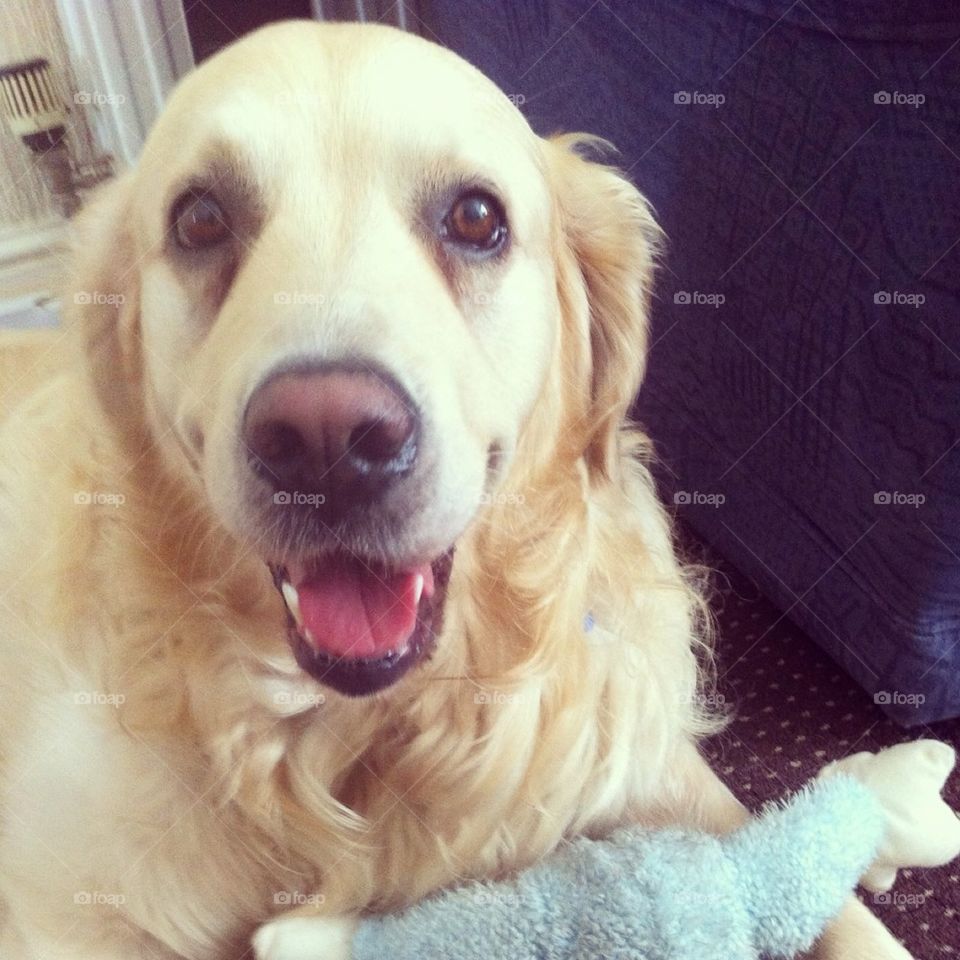 Golden retriever