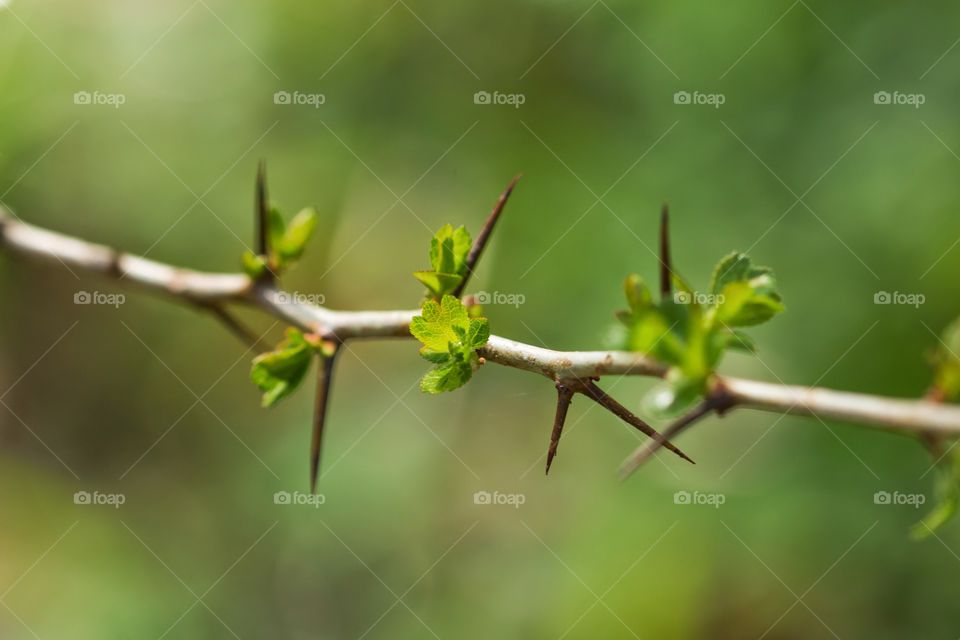Thorns Spring
