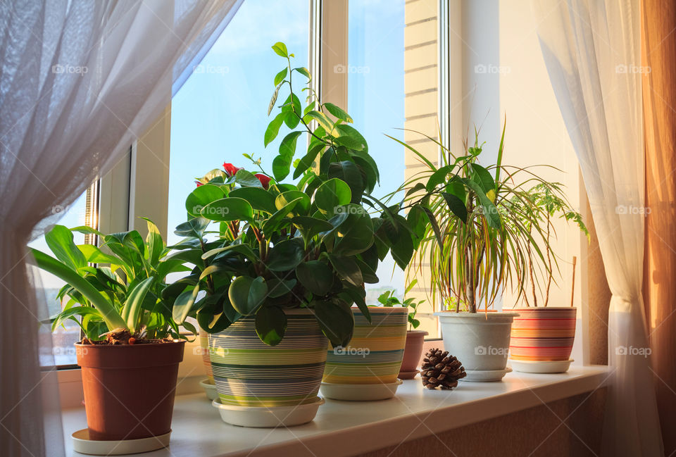 House plants at window in house