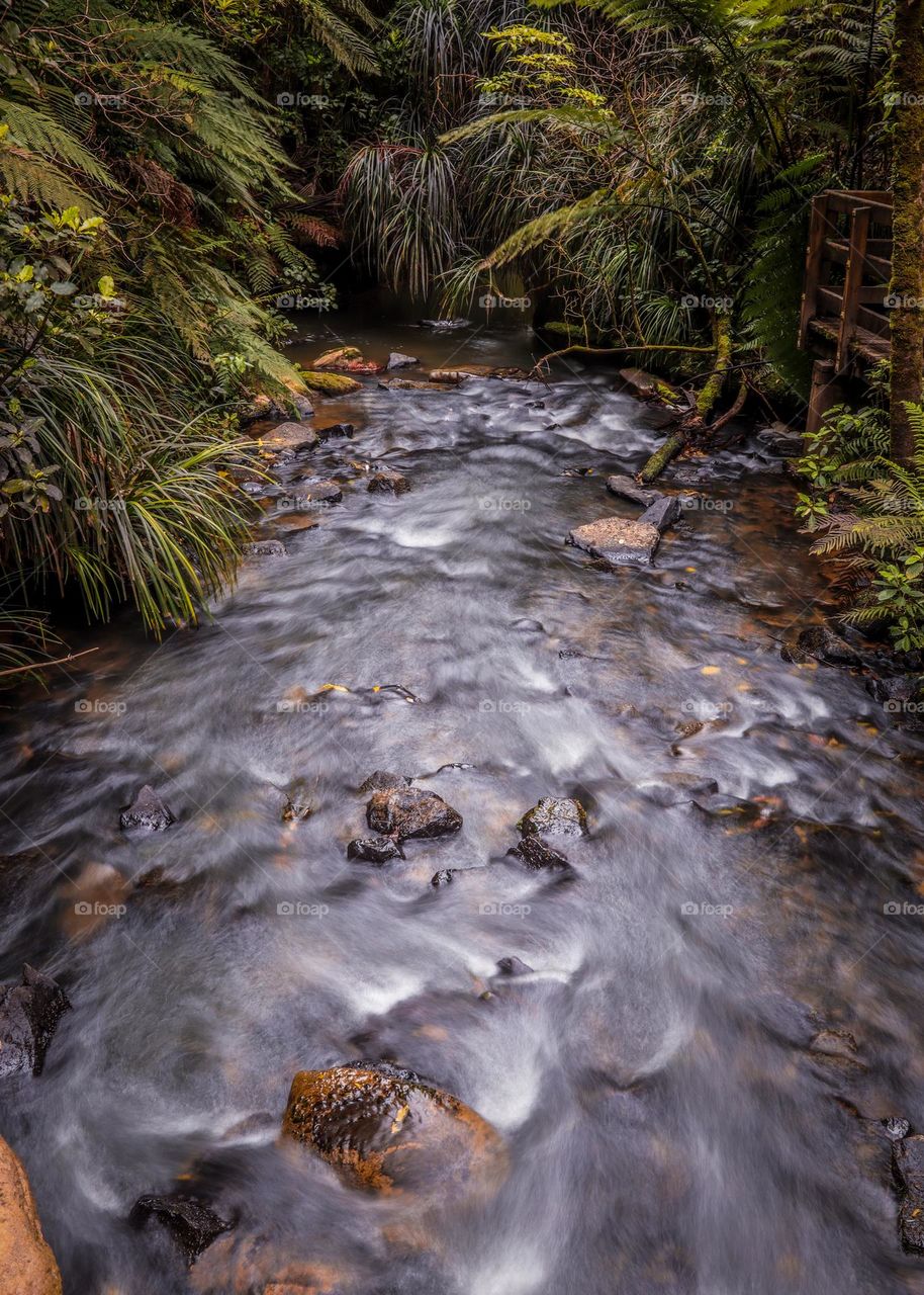 water flowing through forest