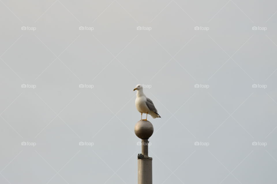 Seagull standing guard