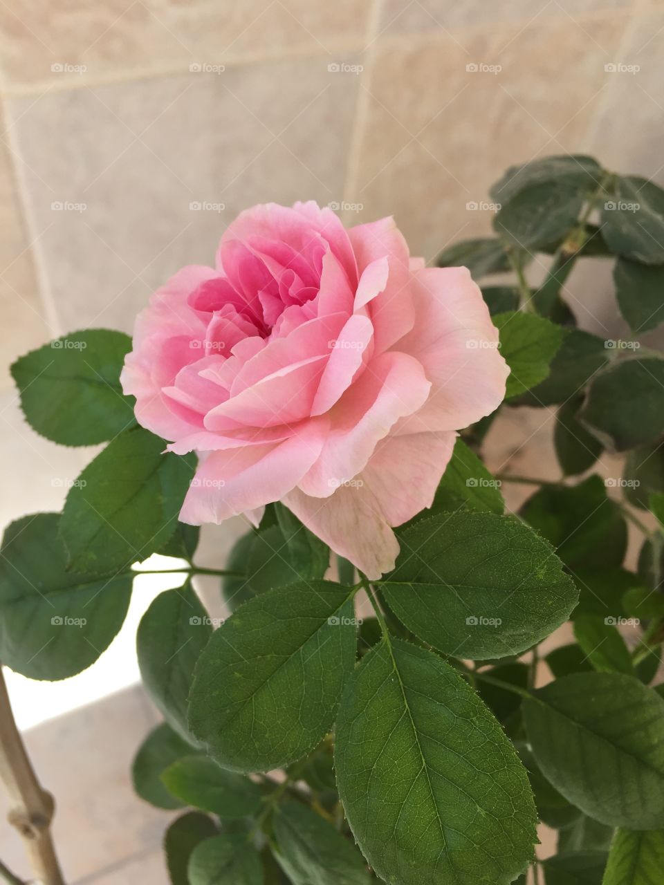 Pink rose. Pink rose