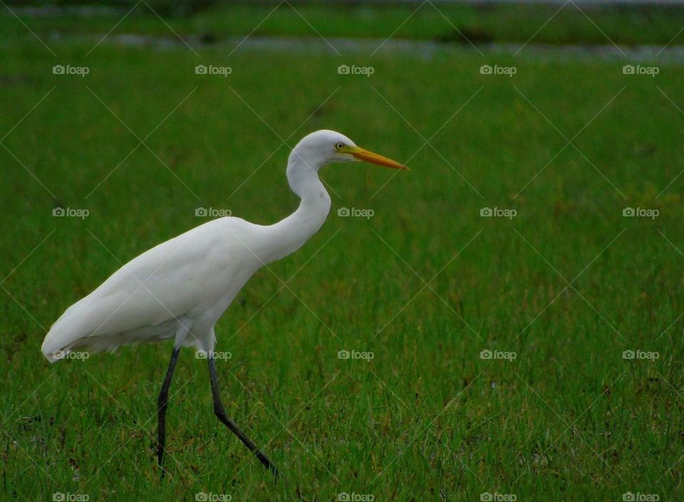 Great egret . Large body yellow colour bird character of waterbird . Incommon shown at wet season of this priod . Soliter , but actually the bird's in community well with cattle egret & little egret .