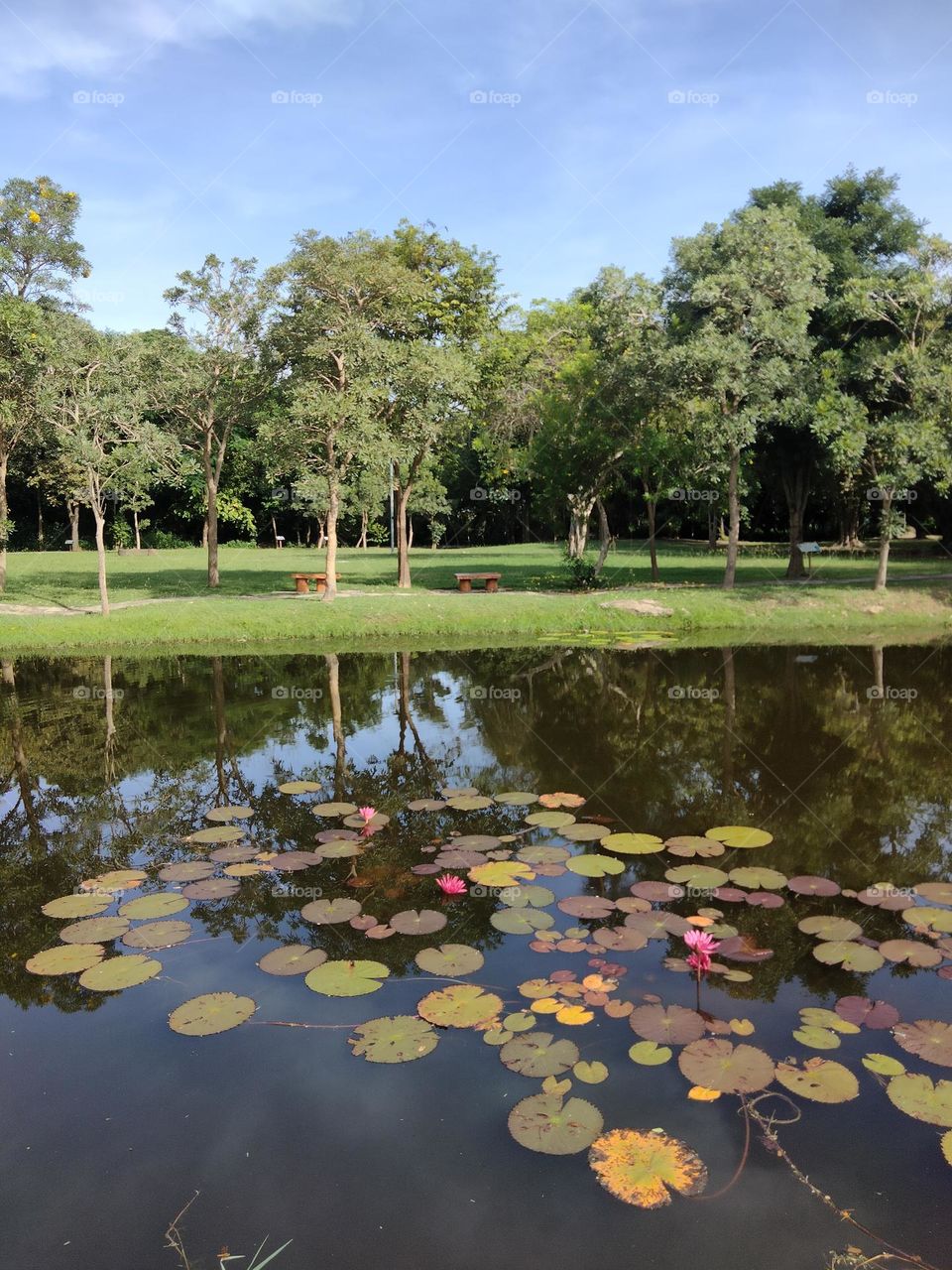 Lotus pond