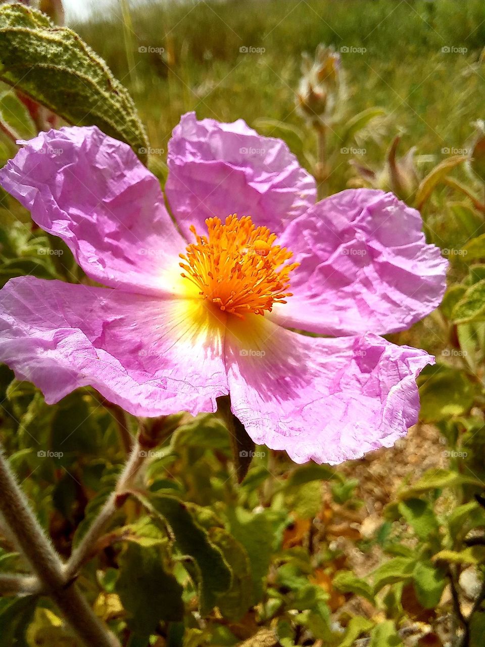 Pink flowers, spring time